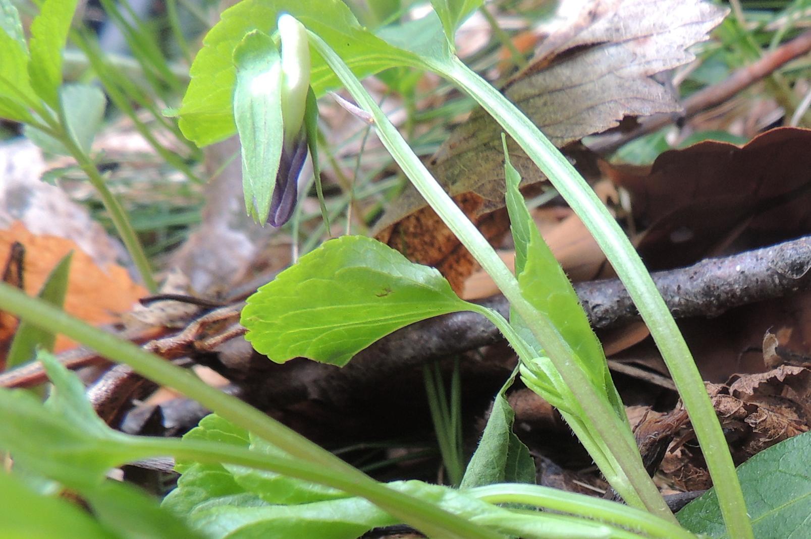 Viola mirabilis/viola mirabile